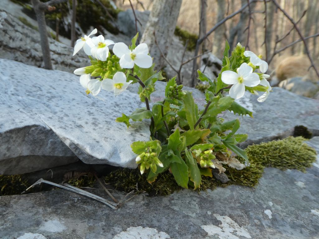 Arabis alpina subsp. caucasica / Arabetta del Caucaso